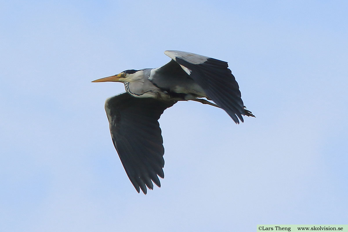 Gråhäger, Ardea cinerea