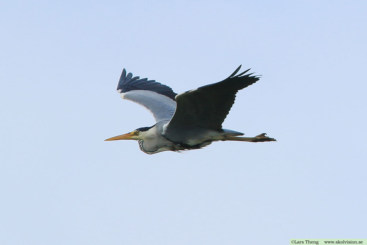 Gråhäger, Ardea cinerea