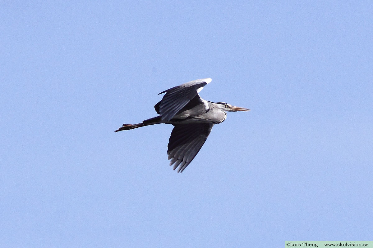 Gråhäger, Ardea cinerea