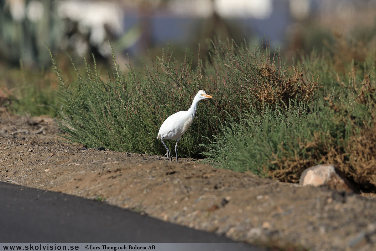 Gråhäger, Ardea cinerea