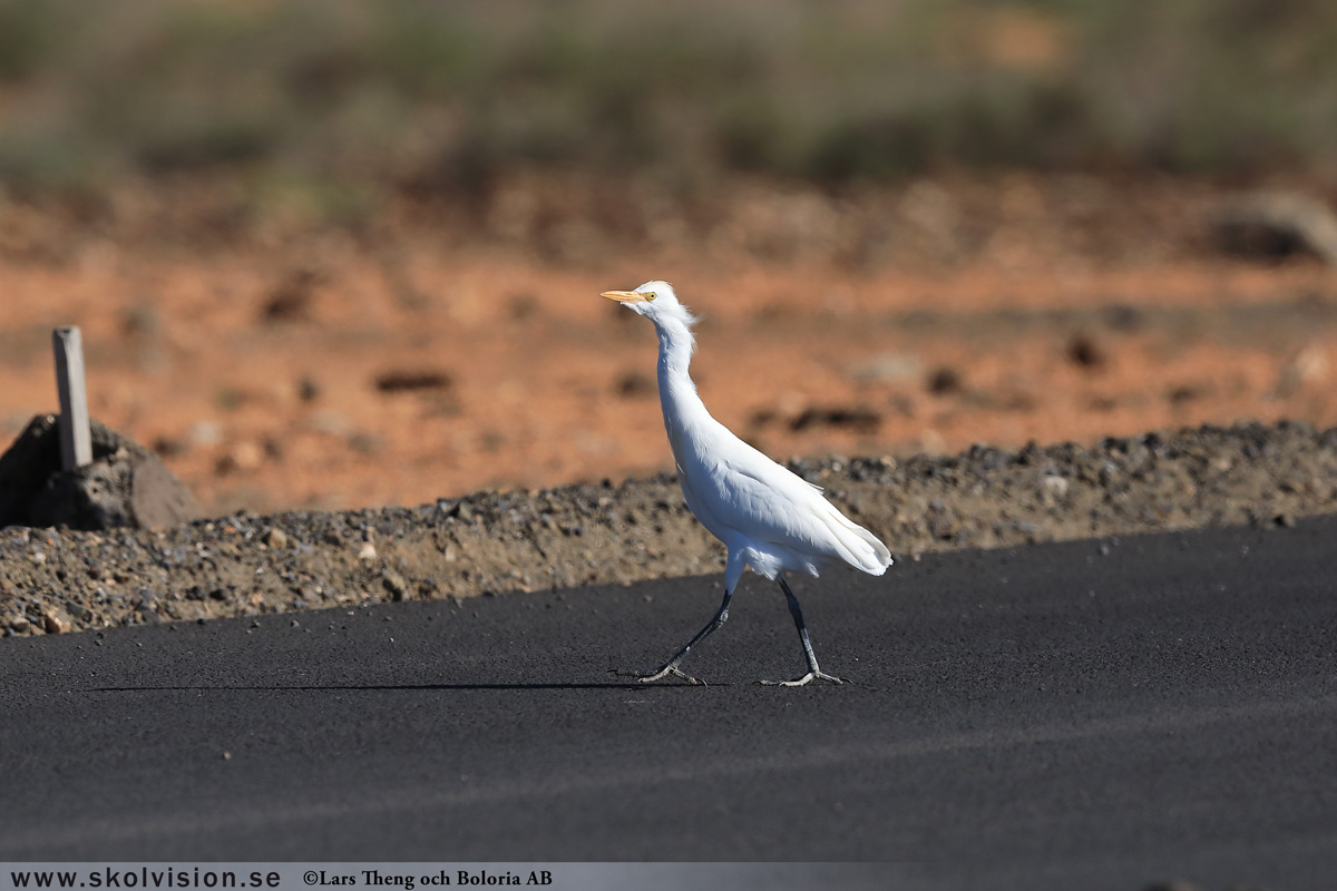 Gråhäger, Ardea cinerea