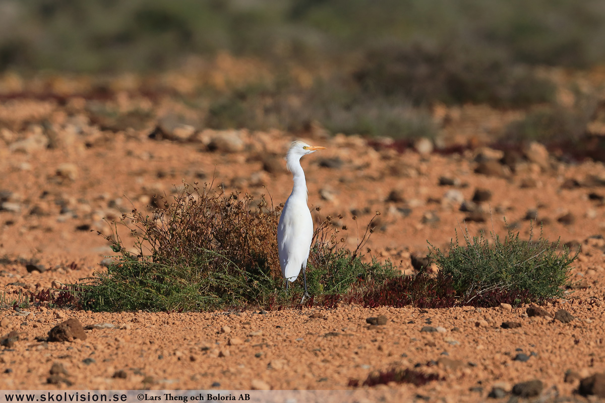 Gråhäger, Ardea cinerea