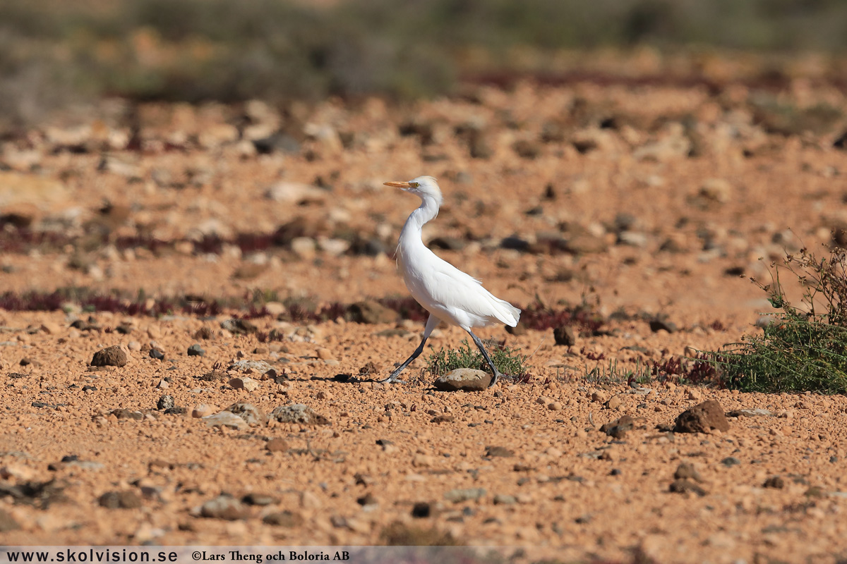 Gråhäger, Ardea cinerea