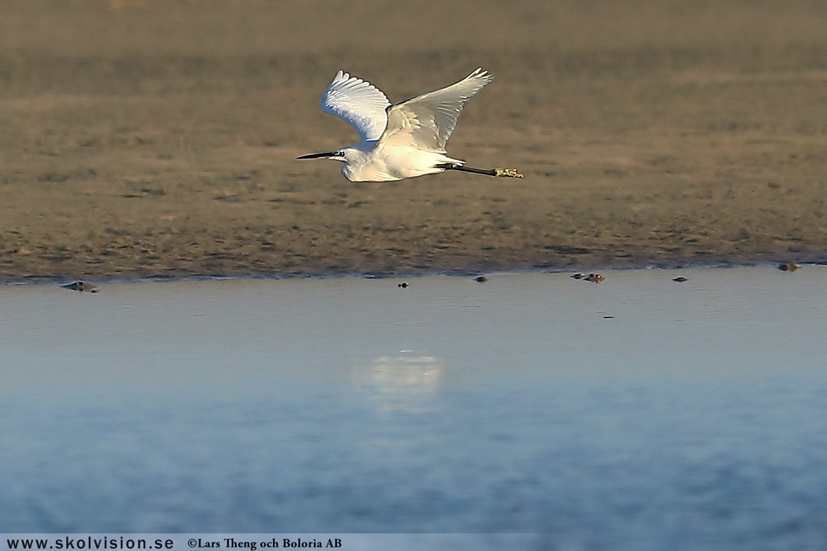 Gråhäger, Ardea cinerea