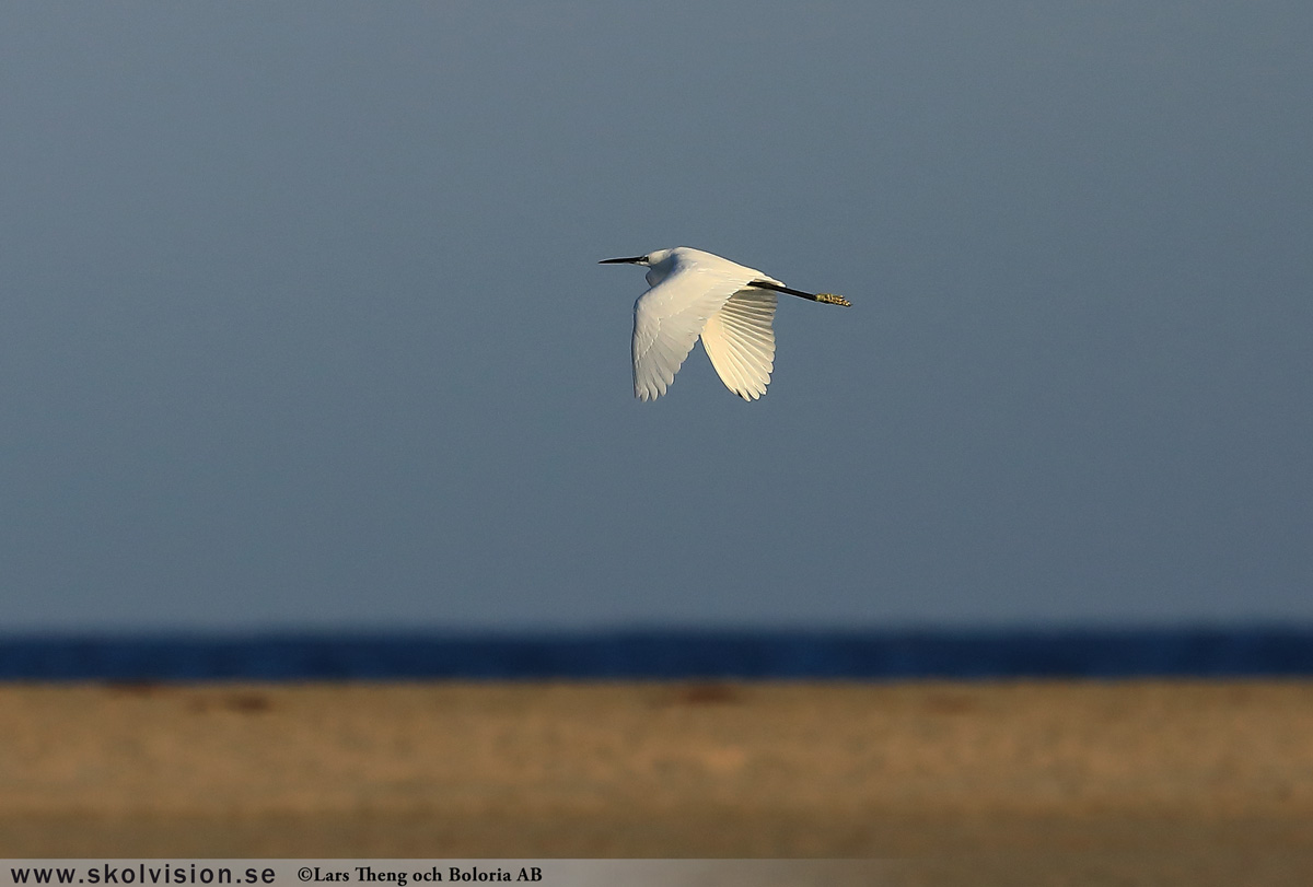 Gråhäger, Ardea cinerea