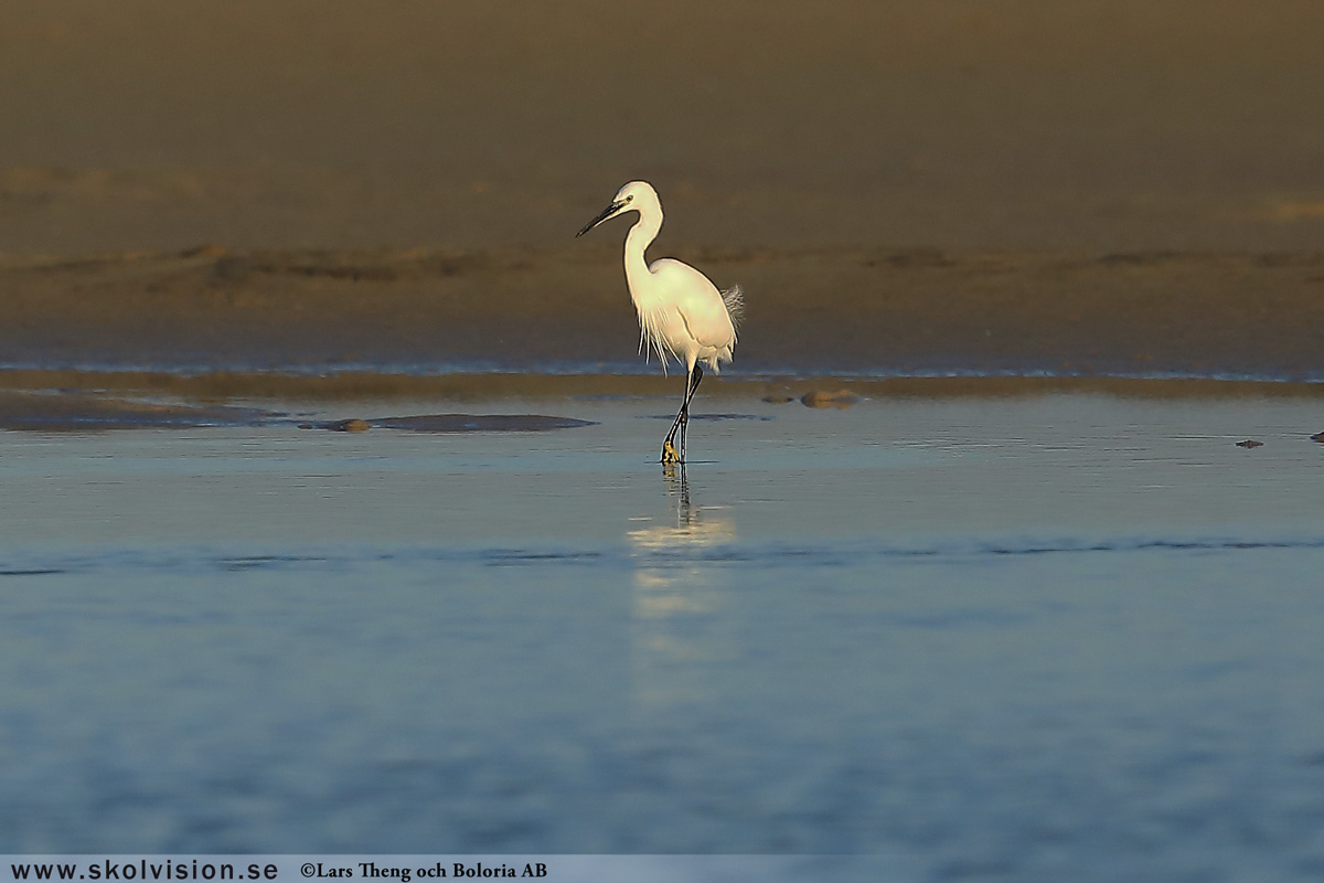 Gråhäger, Ardea cinerea