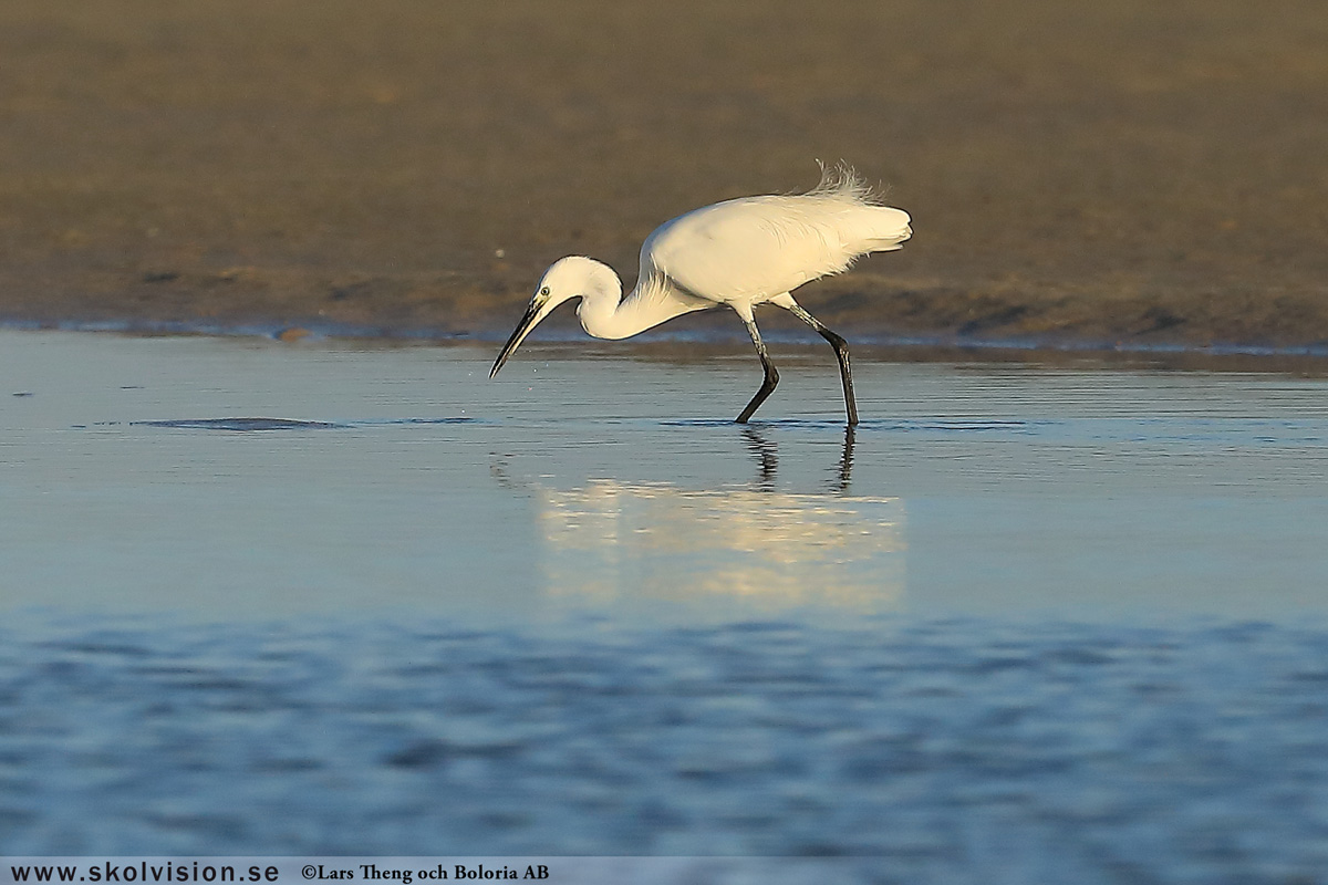 Gråhäger, Ardea cinerea