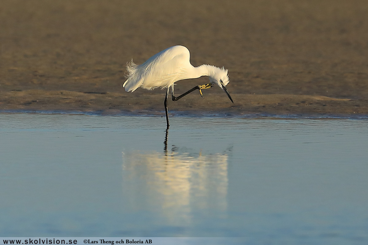 Gråhäger, Ardea cinerea