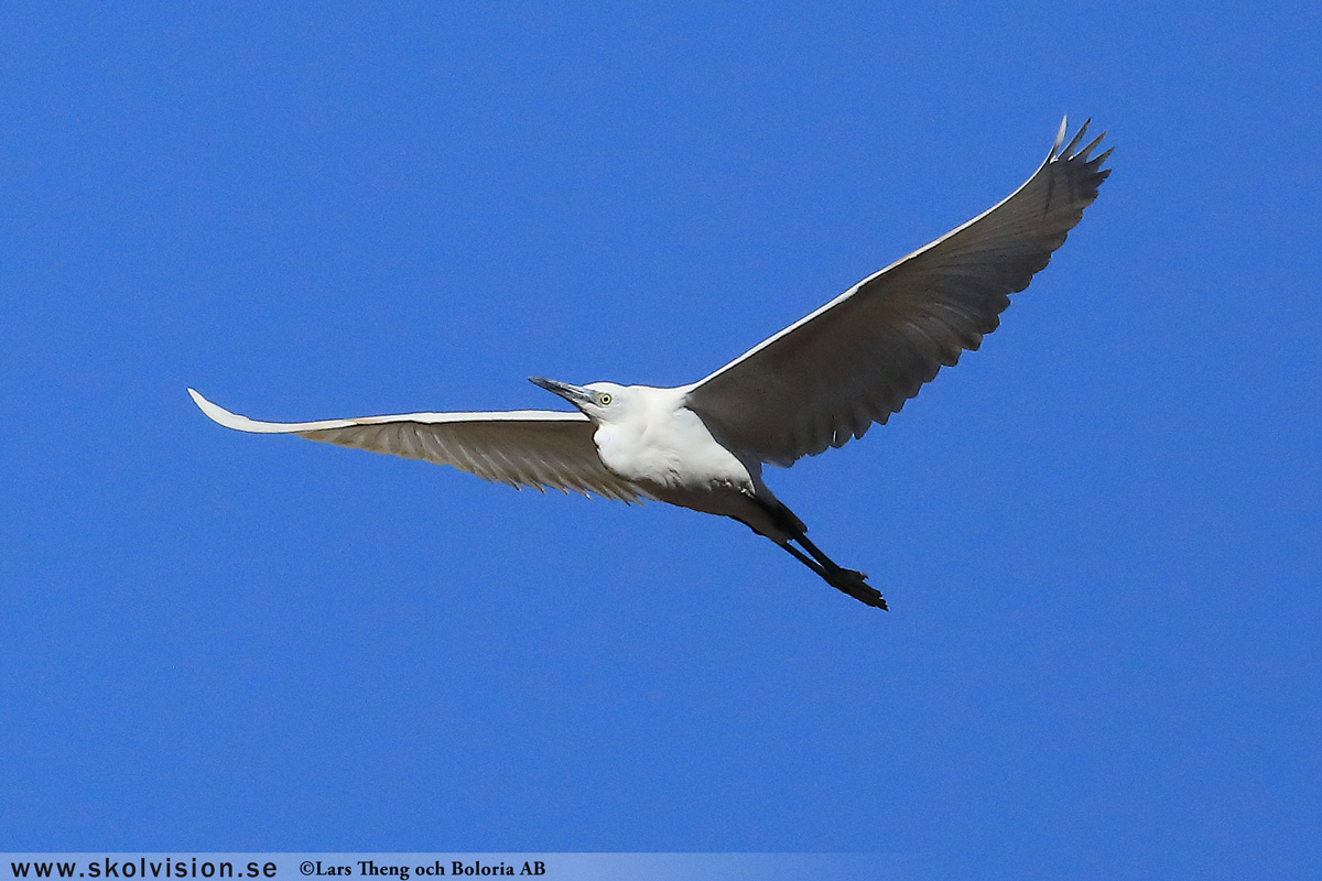 Gråhäger, Ardea cinerea