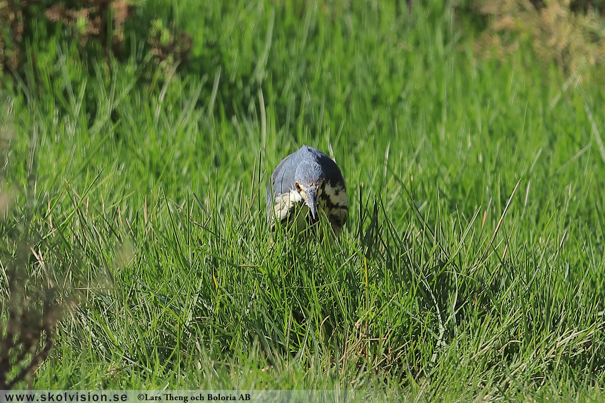 Gråhäger, Ardea cinerea