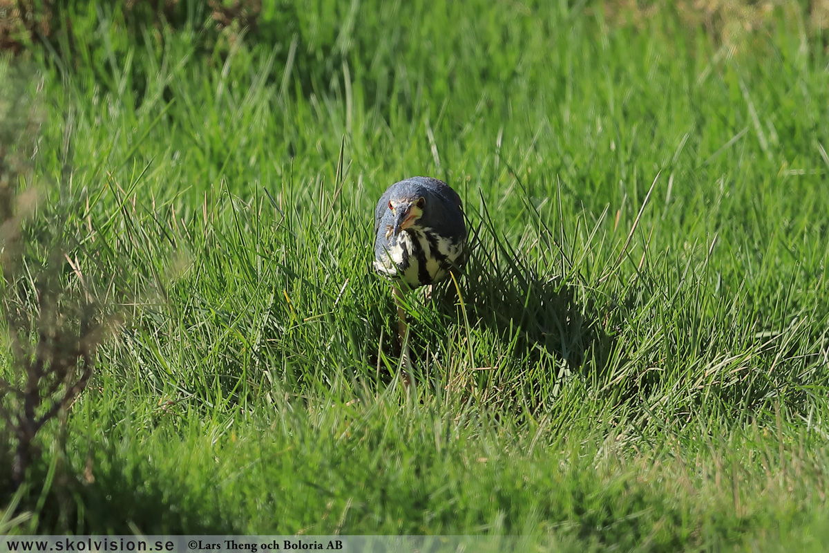 Gråhäger, Ardea cinerea