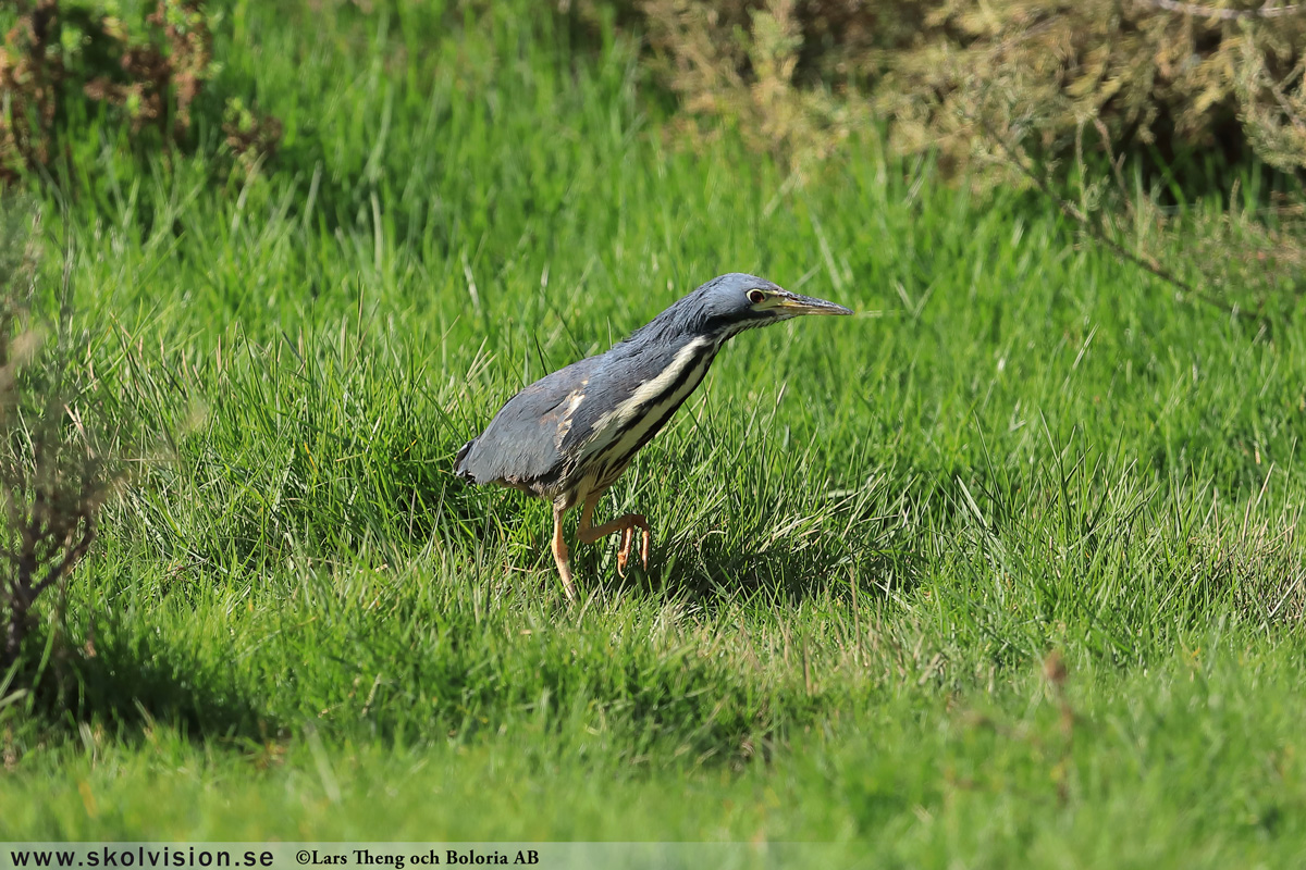 Gråhäger, Ardea cinerea