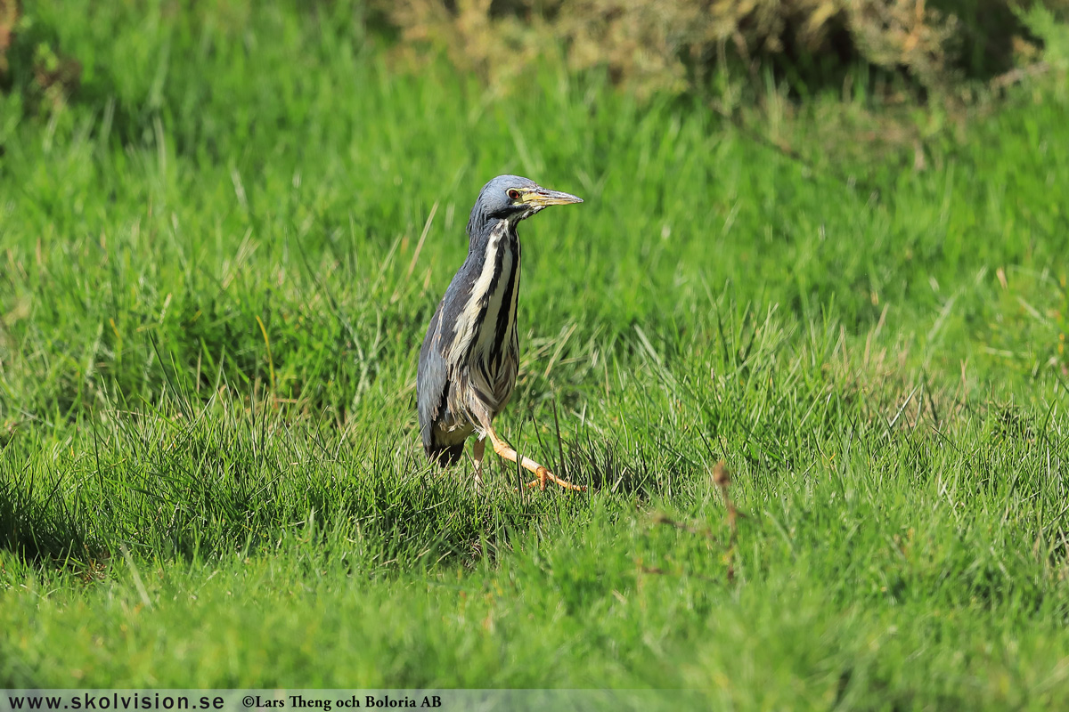 Gråhäger, Ardea cinerea