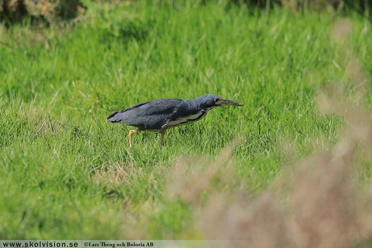 Gråhäger, Ardea cinerea