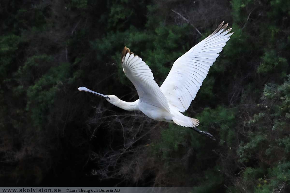 Gråhäger, Ardea cinerea