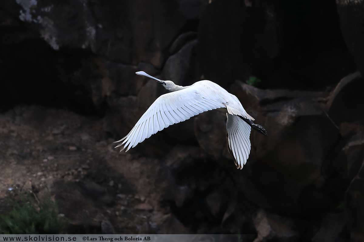Gråhäger, Ardea cinerea
