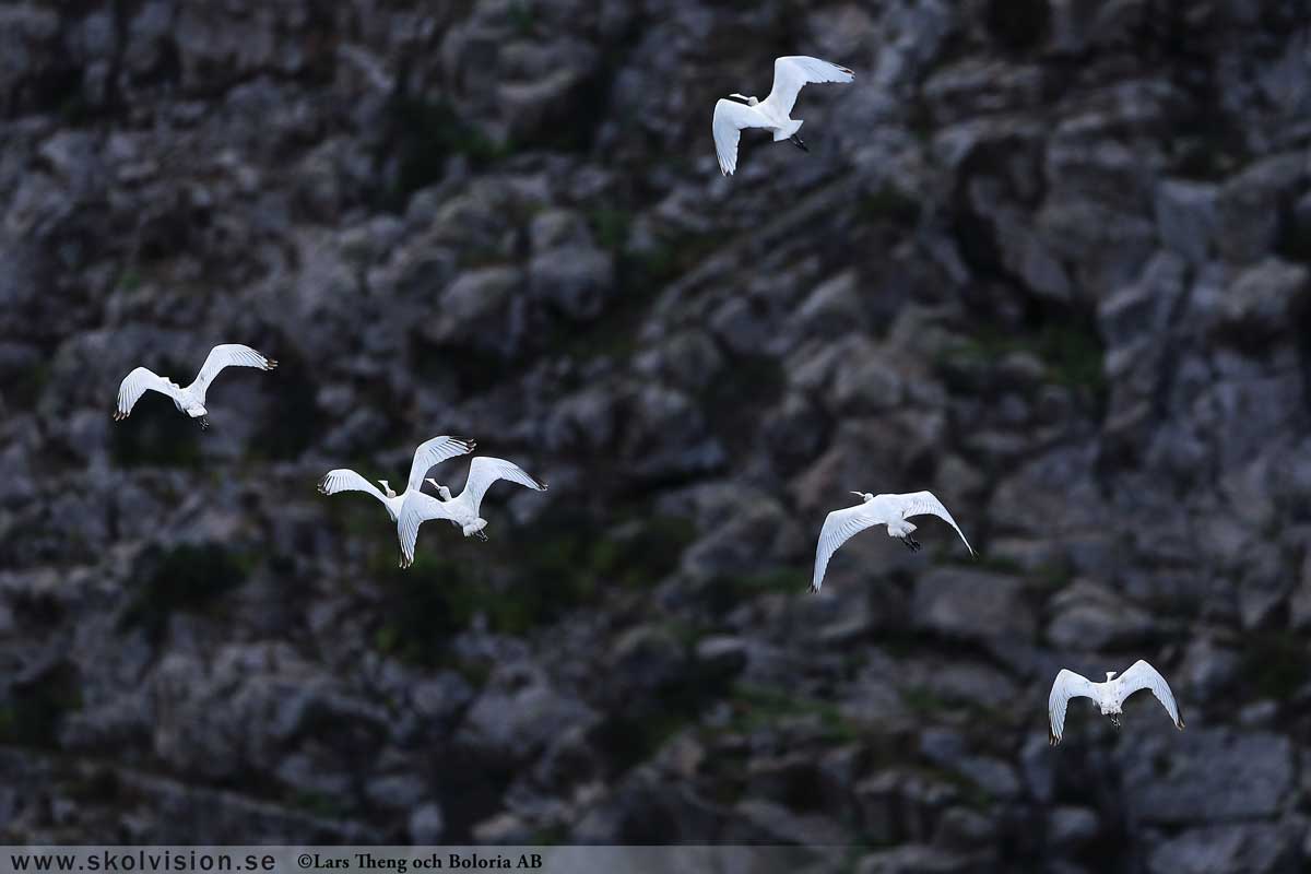 Gråhäger, Ardea cinerea
