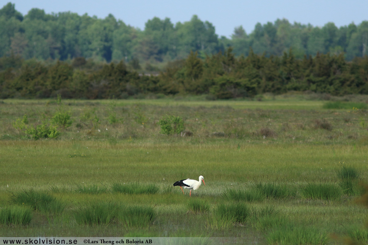 Gråhäger, Ardea cinerea