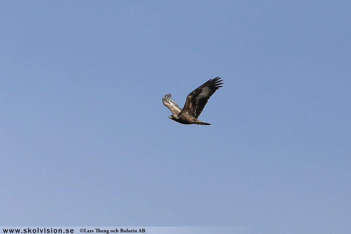 Kungsörn, Aquila chrysaetos