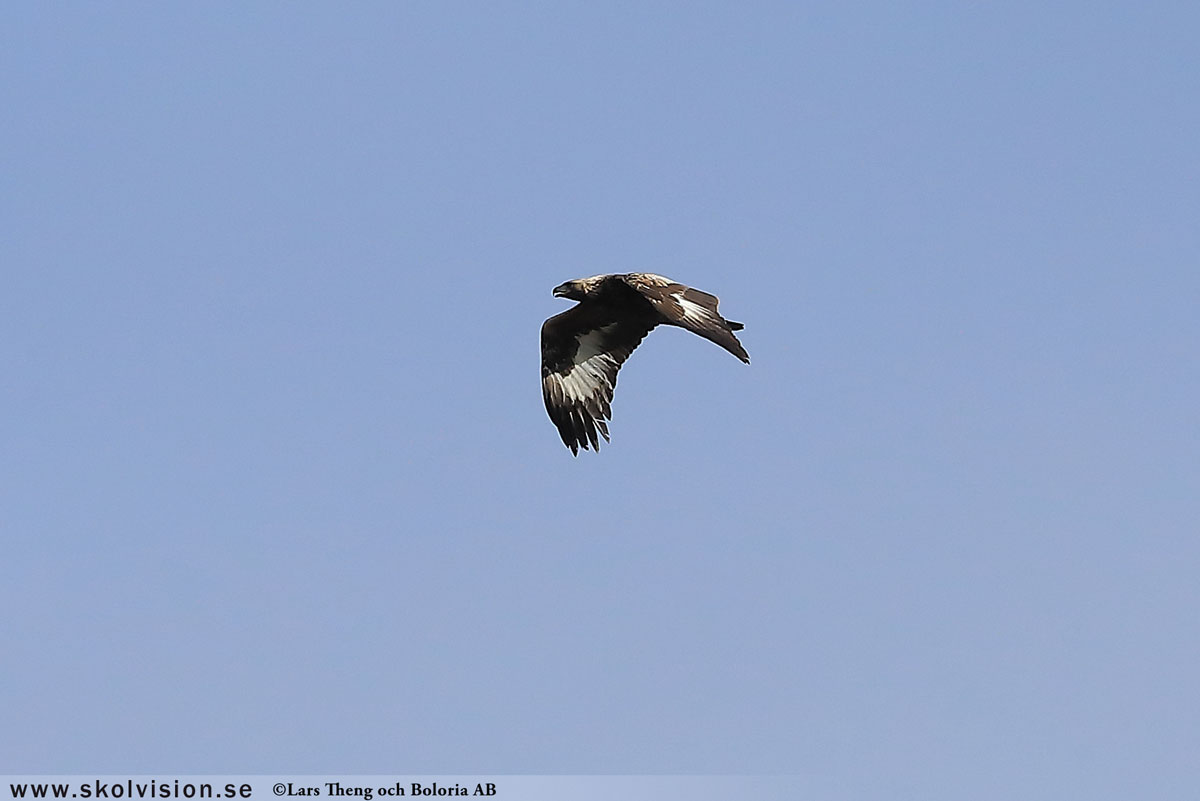 Kungsörn, Aquila chrysaetos