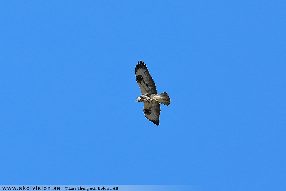 Ladusvala, Hirundo rustica