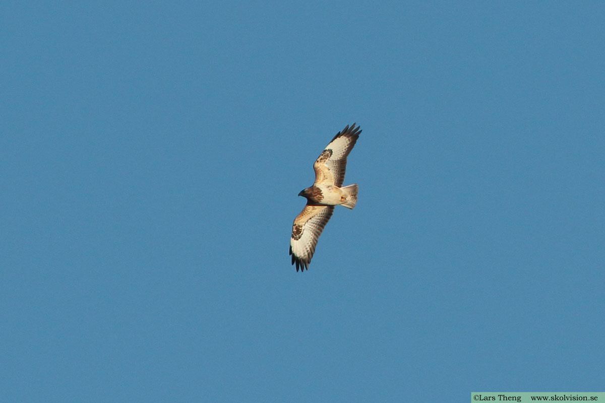 Ladusvala, Hirundo rustica