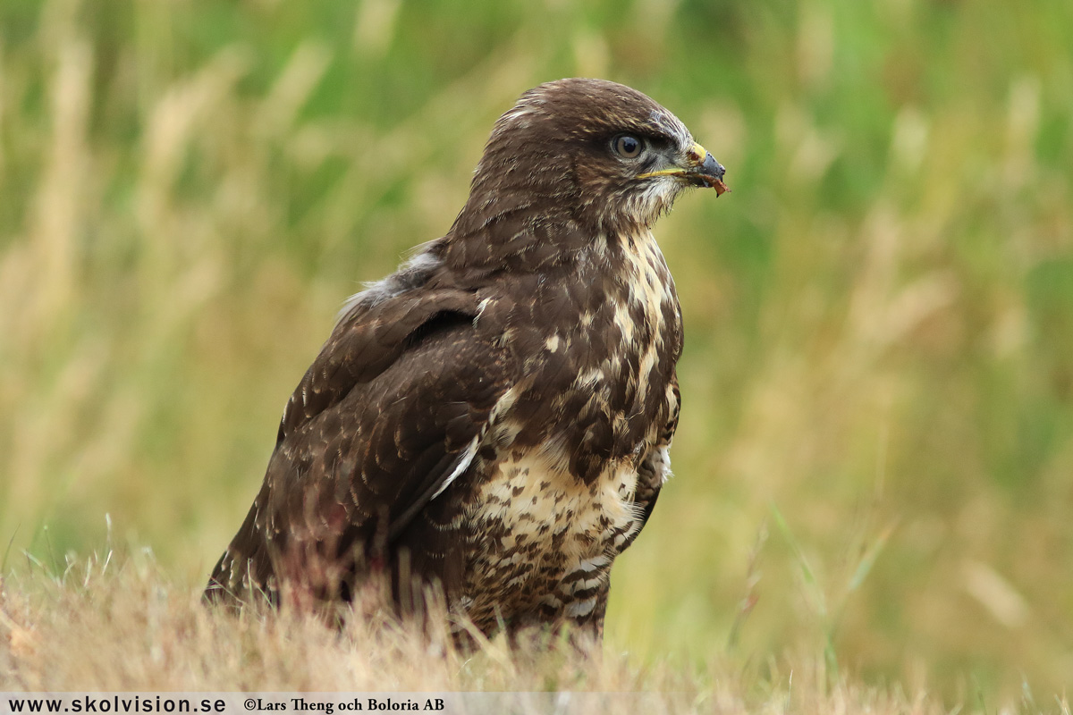 Ladusvala, Hirundo rustica