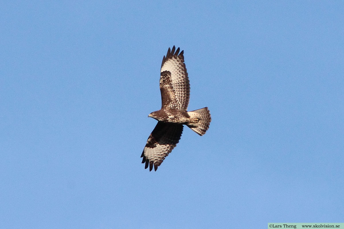 Ladusvala, Hirundo rustica