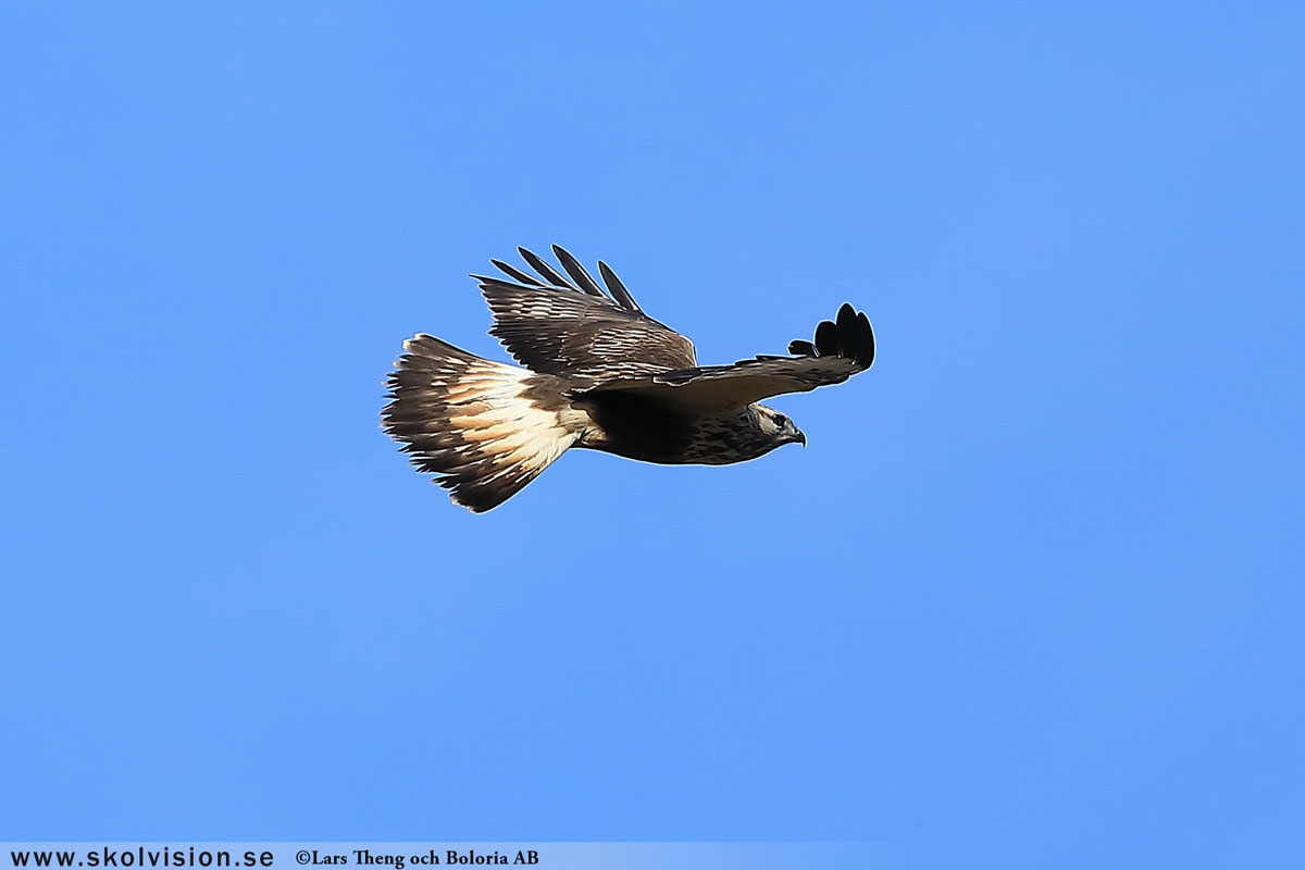 Fjällvråk, Buteo lagopus