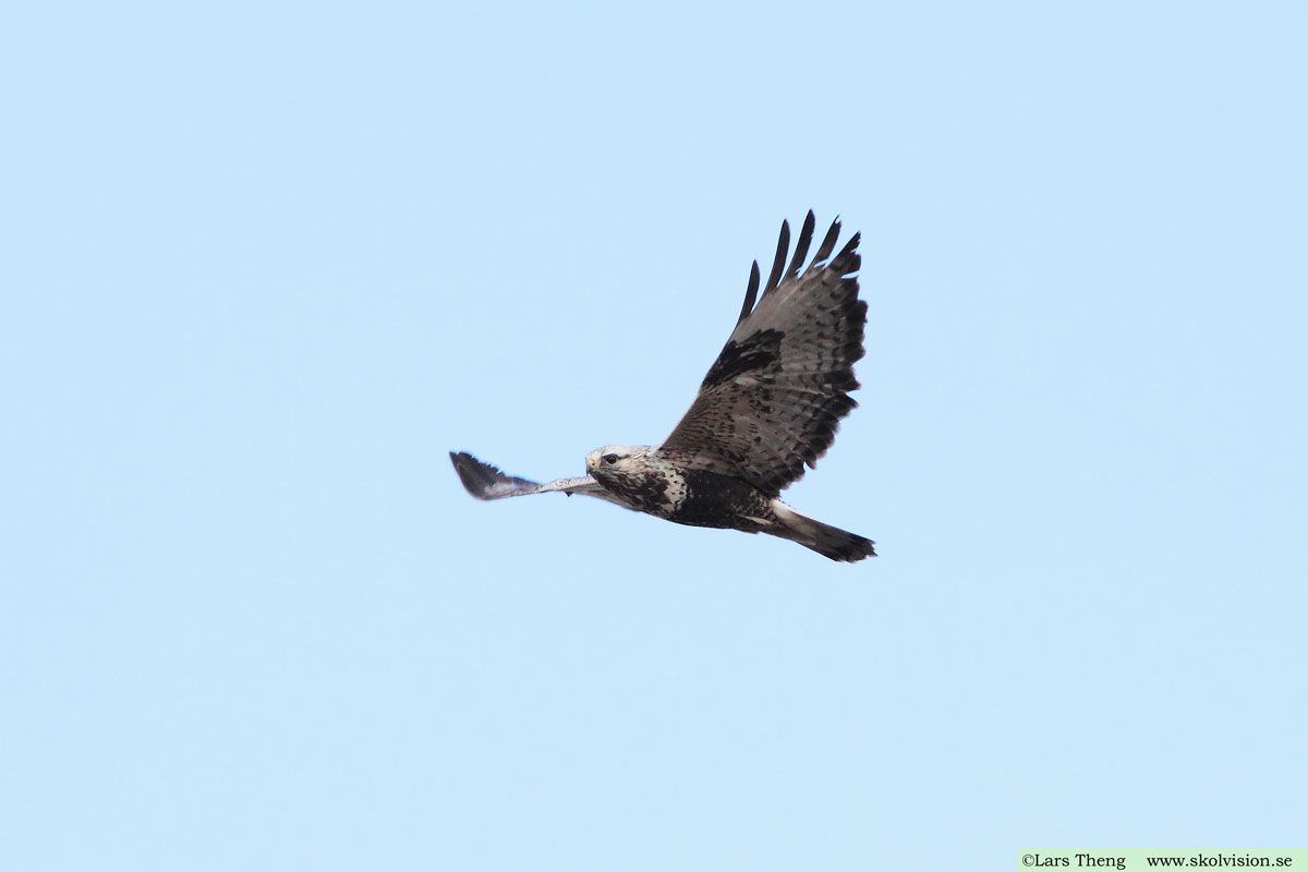 Fjällvråk, Buteo lagopus