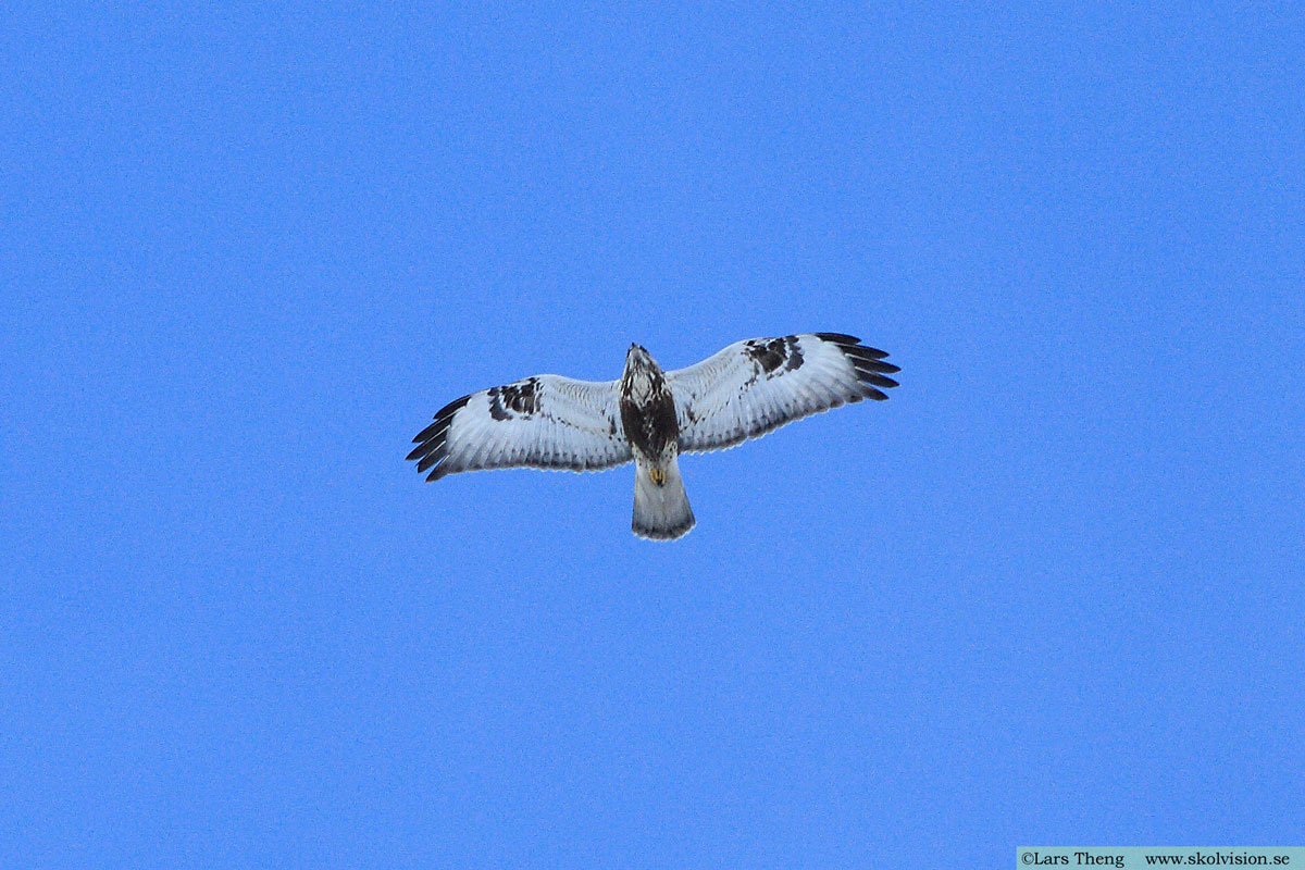 Fjällvråk, Buteo lagopus