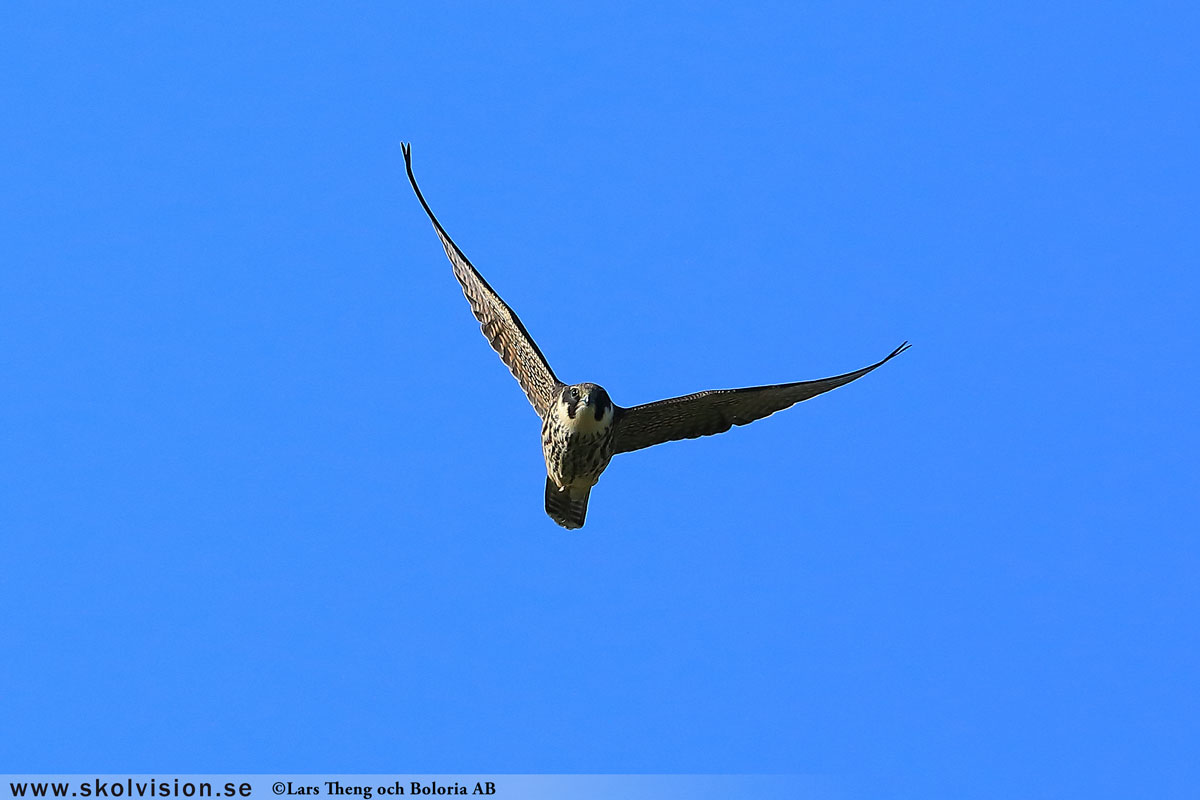 Lärkfalk, Falco subbuteo