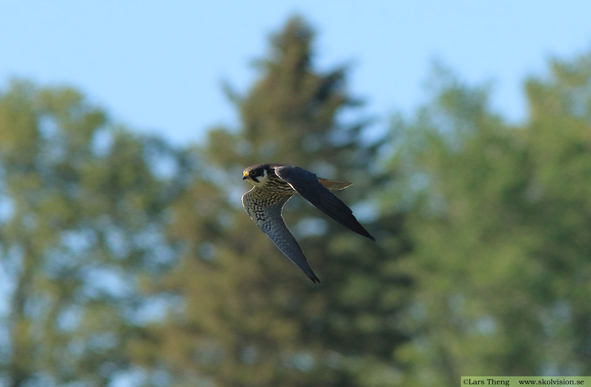 Lärkfalk, Falco subbuteo