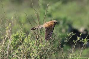 Tornfalk, Falco tinnunculus canariensis