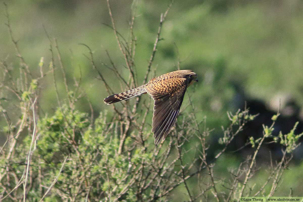 Tornfalk, Falco tinnunculus canariensis