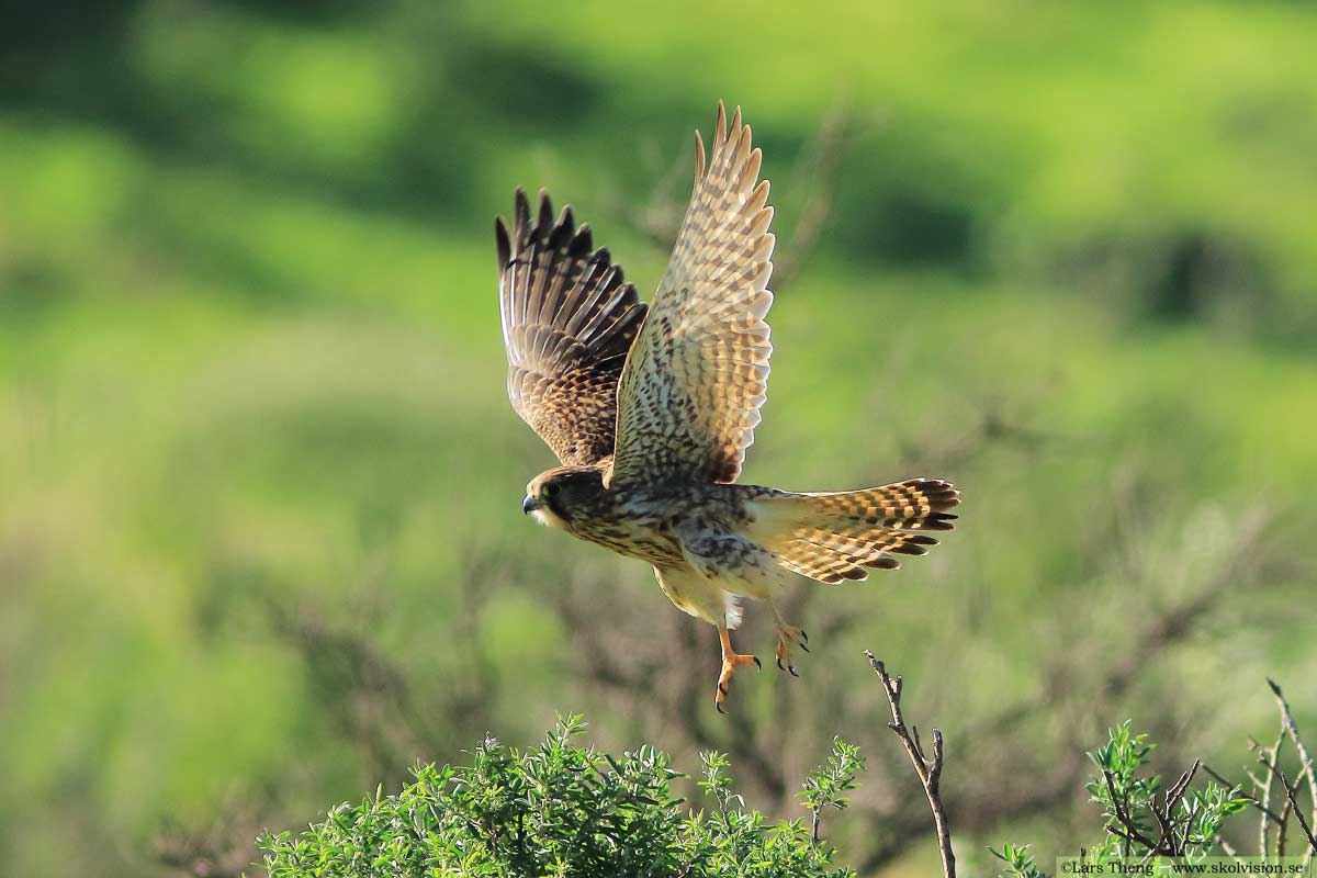 Tornfalk, Falco tinnunculus canariensis