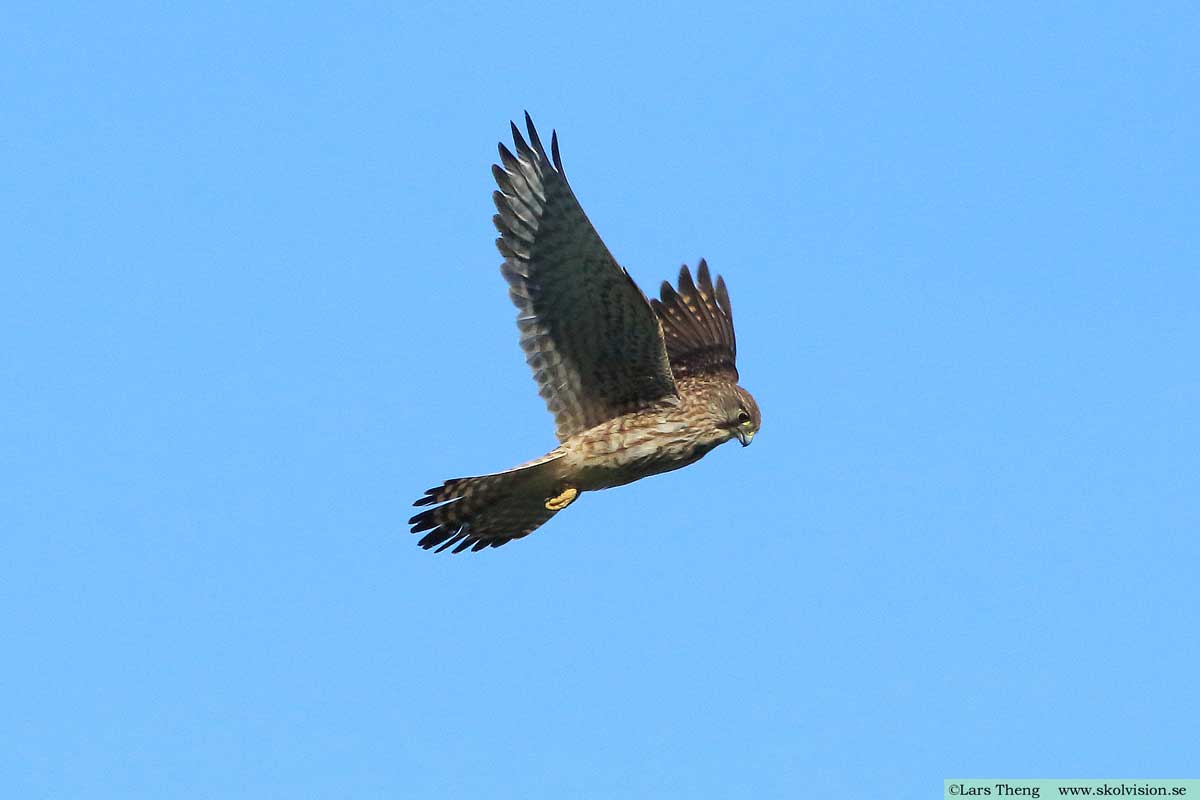 Tornfalk, Falco tinnunculus canariensis