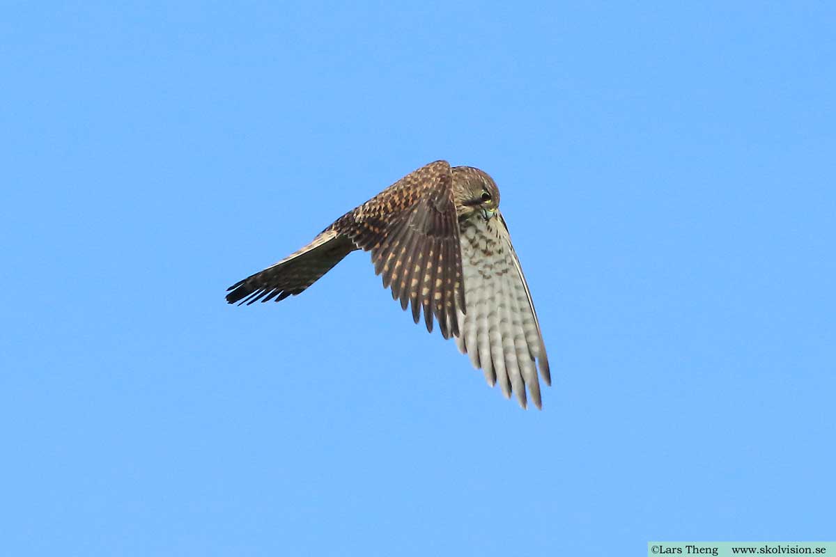 Tornfalk, Falco tinnunculus canariensis