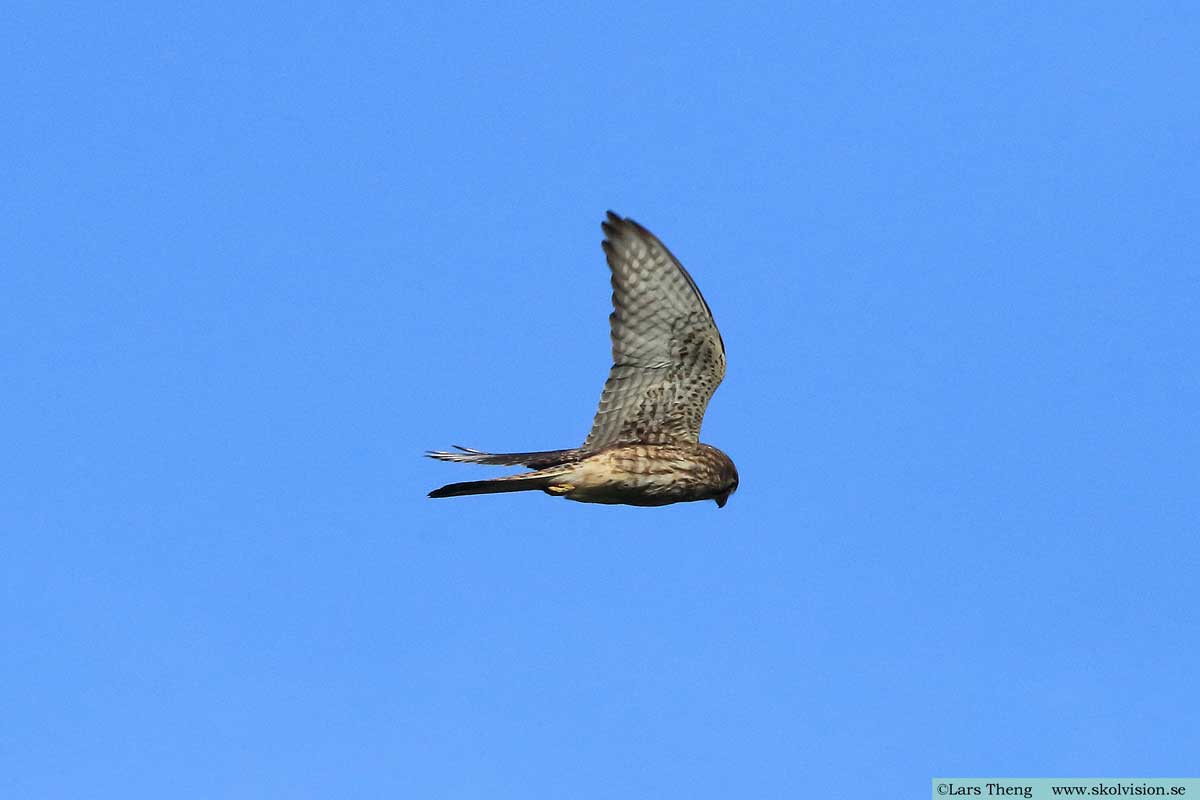 Tornfalk, Falco tinnunculus canariensis