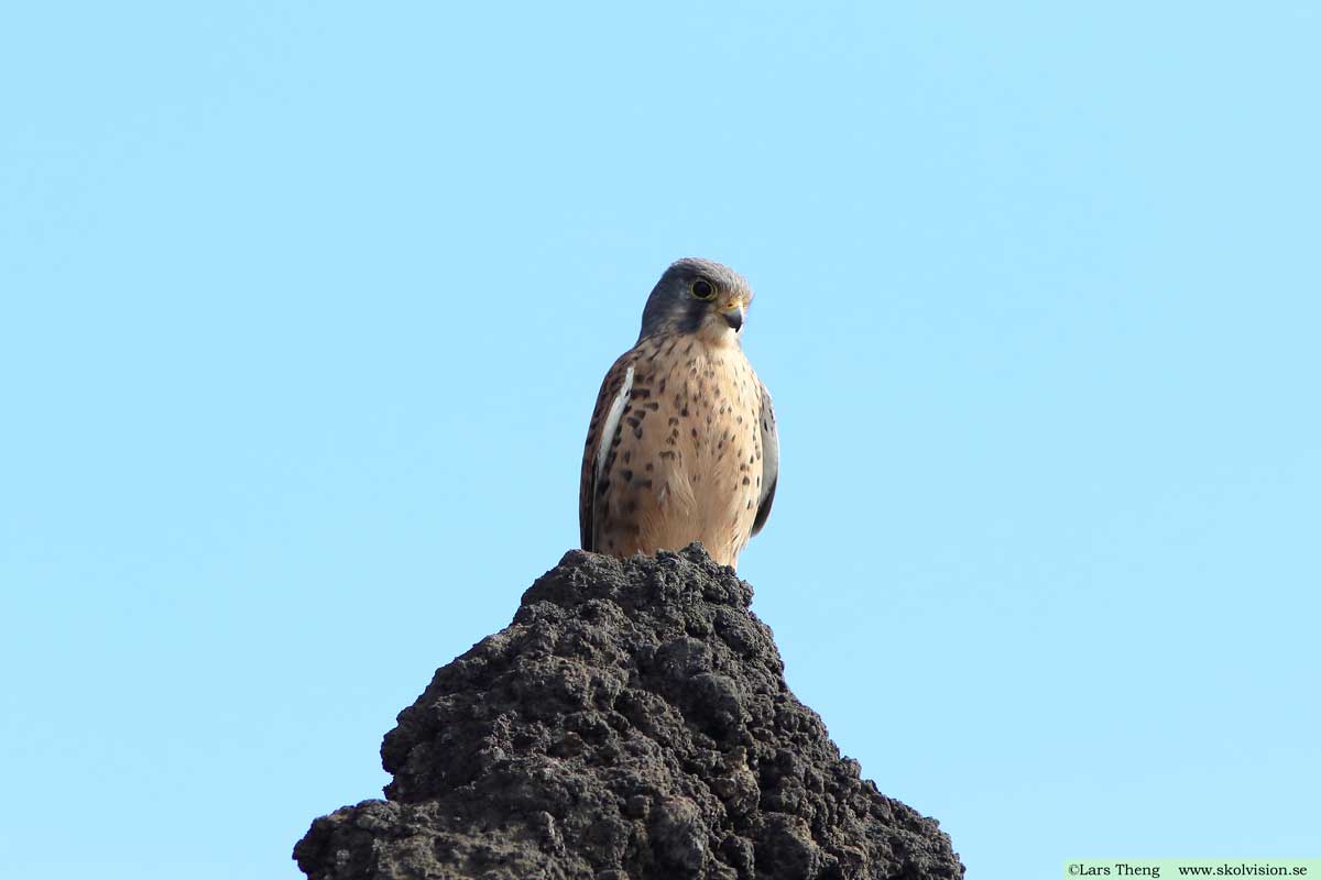 Tornfalk, Falco tinnunculus canariensis