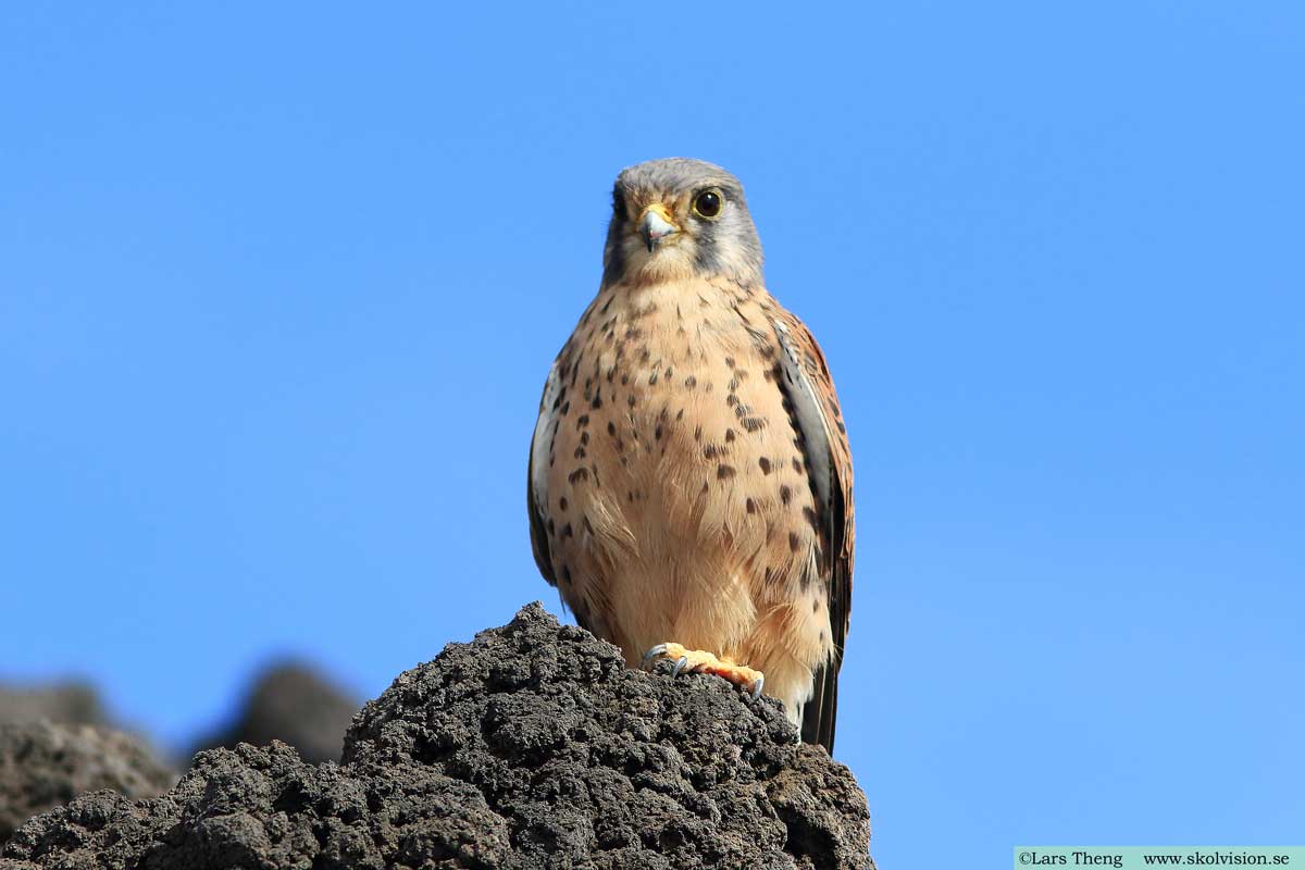 Tornfalk, Falco tinnunculus canariensis