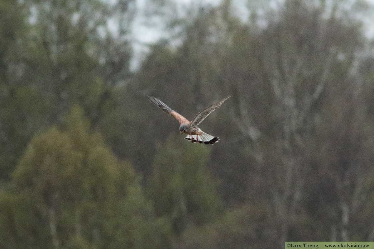 Tornfalk, Falco tinnunculus tinnunculus