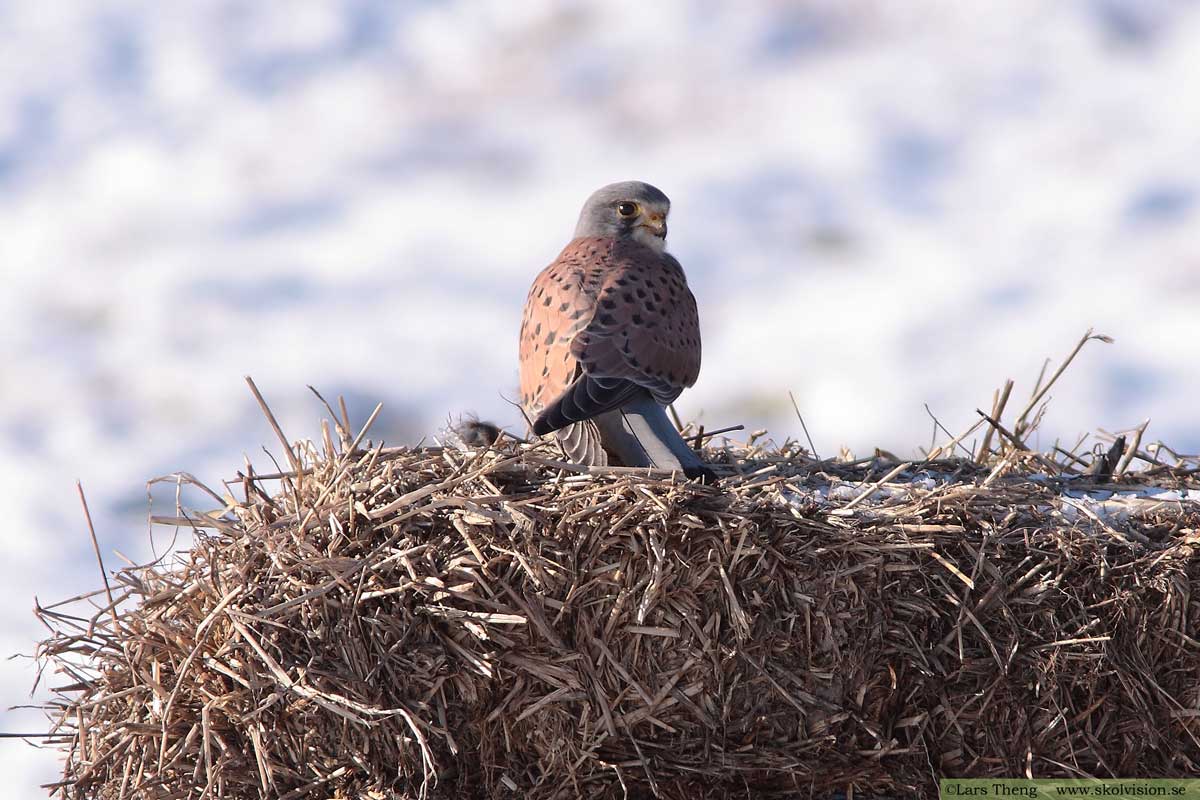 Tornfalk, Falco tinnunculus tinnunculus