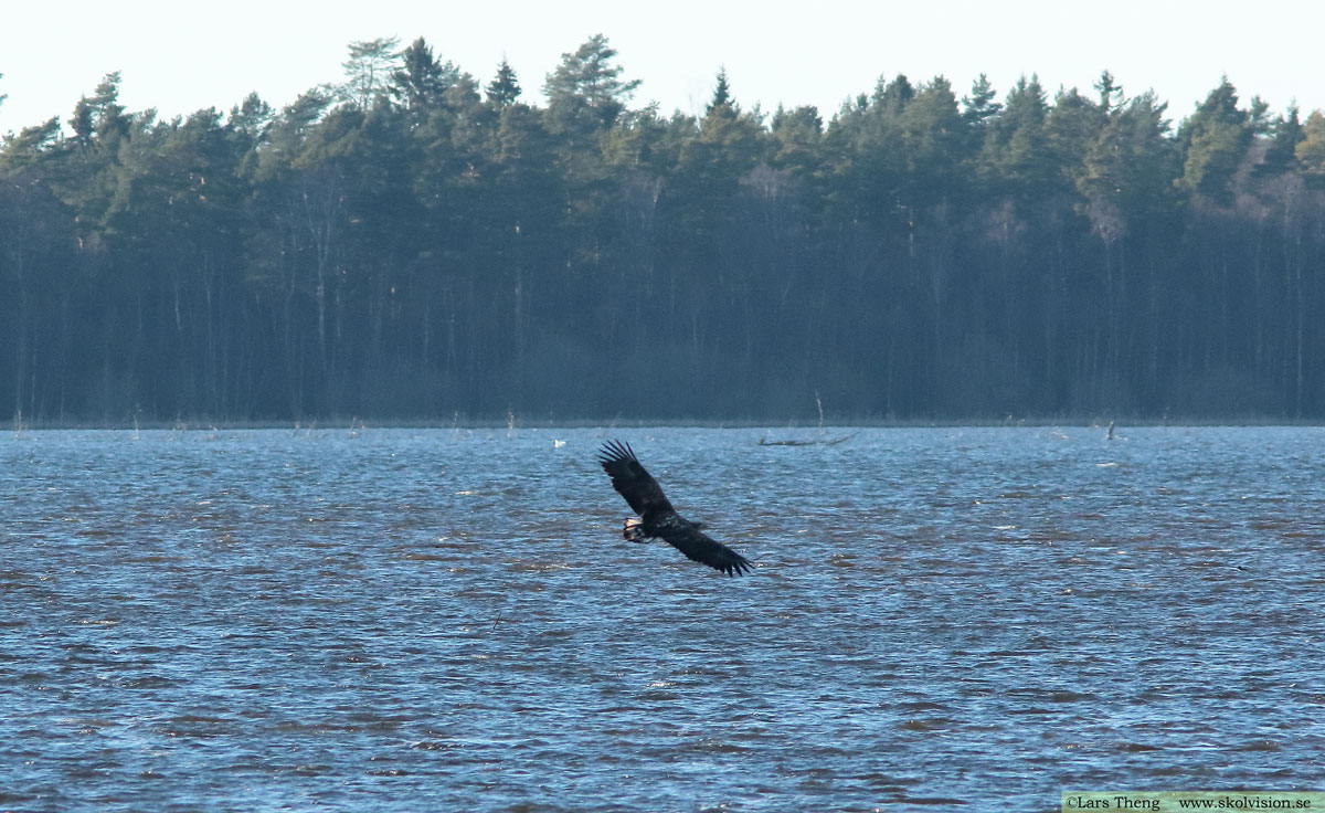 Havsörn, Haliaeetus albicilla