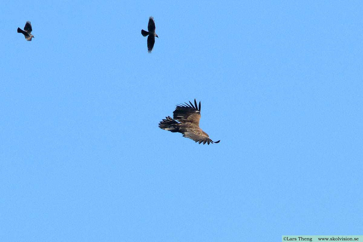 Havsörn, Haliaeetus albicilla