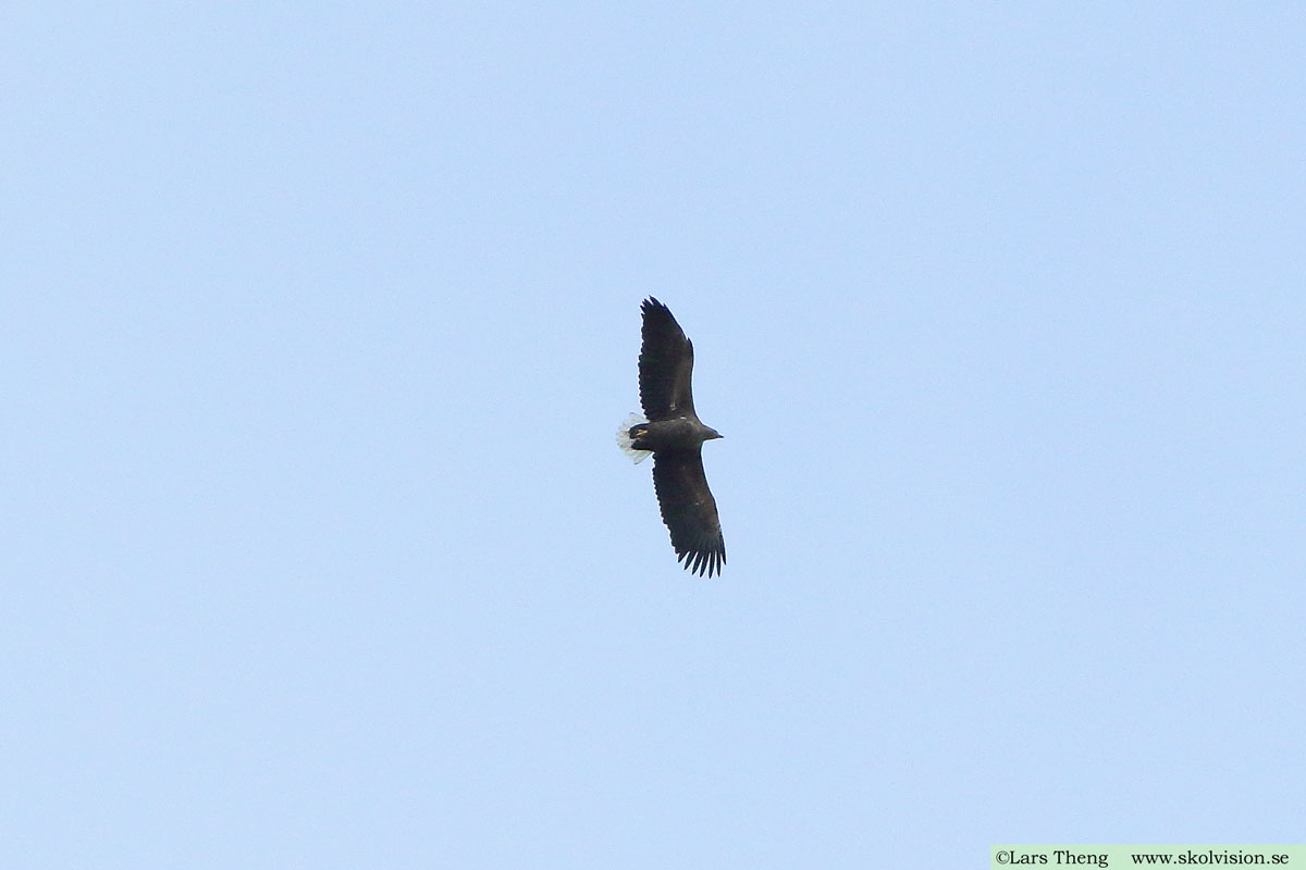 Havsörn, Haliaeetus albicilla