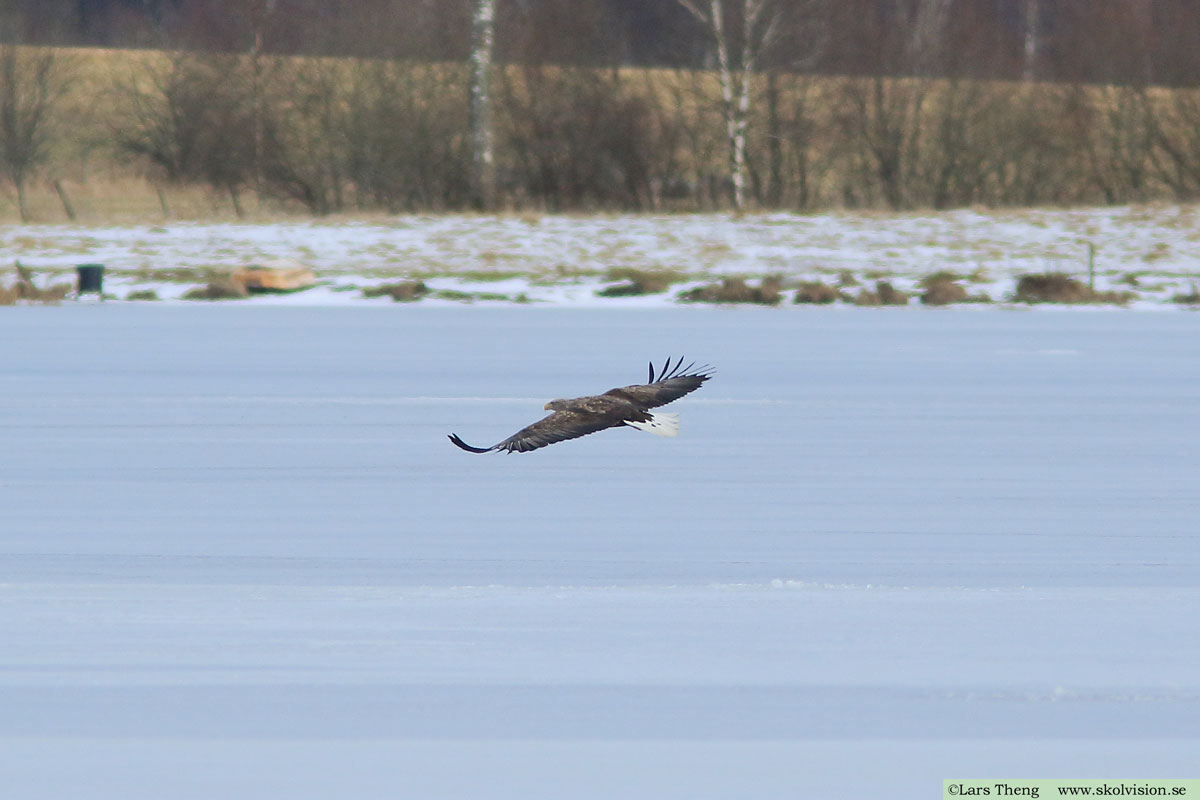 Havsörn, Haliaeetus albicilla