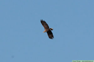 Havsörn, Haliaeetus albicilla