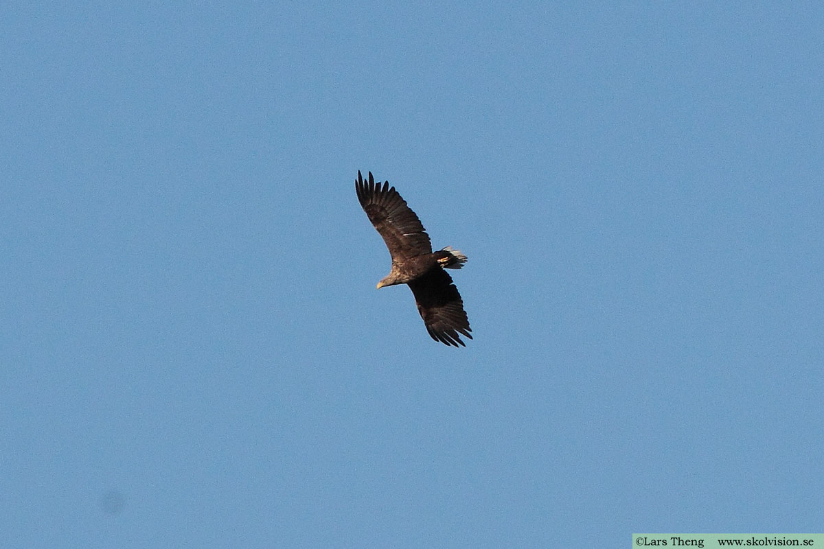 Havsörn, Haliaeetus albicilla