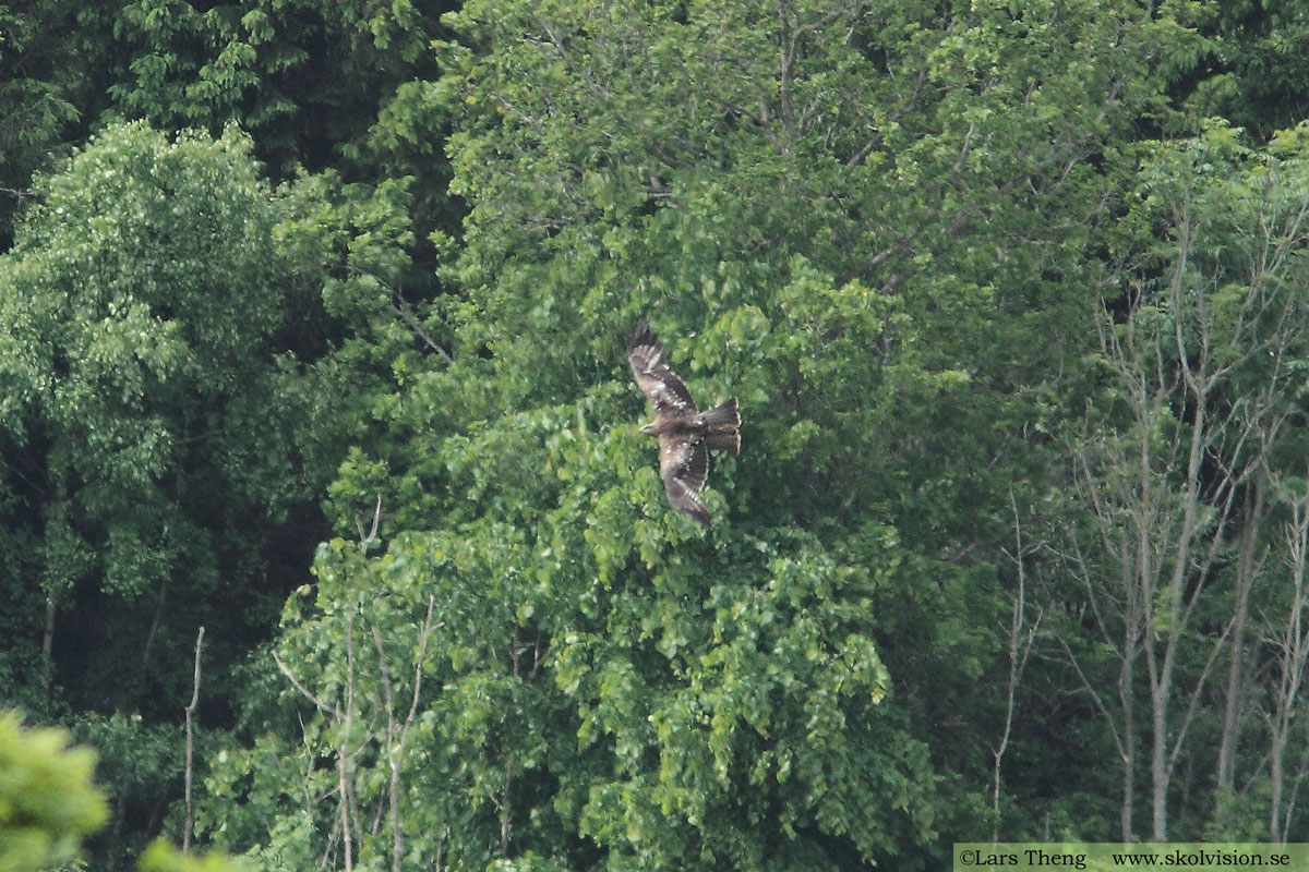 Brun glada, Milvus migrans